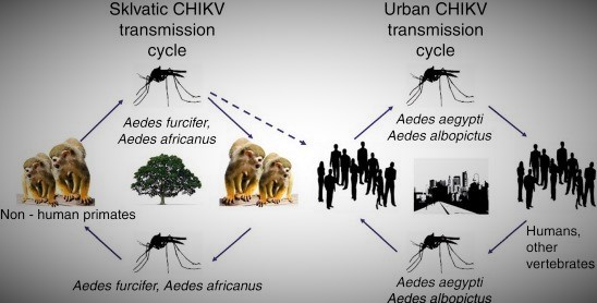 Chikungunya Spread