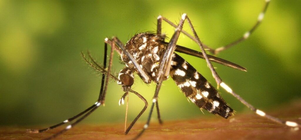 Chikungunya 