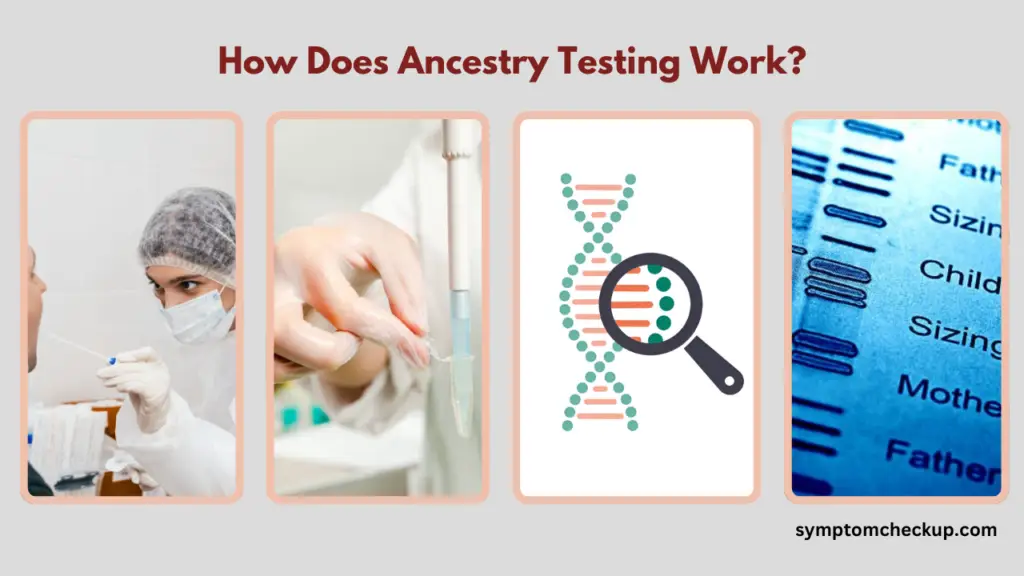 How Does Ancestry Testing Work?